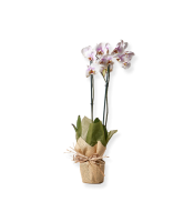 https://www.dev.matiasbuenosdias.com/1457-large_default/orquideas.jpg